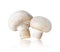 Champignons Agaricus close-up isolated on a white background