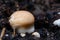 Champignons on mycelium against the soil background