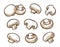 Champignons set. Collection icon champignon. Mushrooms vector illustration
