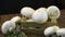 Champignons in a wooden box