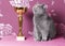 Champion blue british shorthair