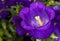 Champion Blue Canterbury Bells Campanula medium