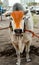 Champion brahmin bull in Fajarah, UAE