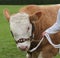 Champion Farm Bull.