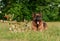 Champion German Shepherd on grass with golden medals