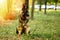 Champion German Shepherd sits on grass