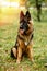 Champion German Shepherd sits on grass with golden medals