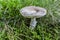 Champion-like edible mushroom