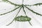 Chandelier made of green leaves and branches hangs under the light tent. decorative lights. Nature style