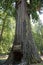 Chandelier Tree vertical