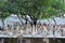 Chandigarh, India - January 4, 2015: Rock statues at the rock garden