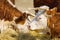 Chandler Herefords cow Portrait. Brown and white paint cow. Cute Orange cow with white head