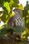 changeable or crested hawk eagle portrait perched on tree in natural green background and backlit or back light at corbett