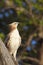 Changeable hawk eagle