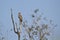 Changeable hawk eagle in Bardia, Nepal