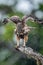 The changeable hawk-eagle or crested hawk-eagle