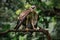 Changeable hawk-eagle or crested hawk-eagle (Nisaetus cirrhatus)