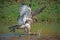 Changeable hawk-eagle (Nisaetus cirrhatus) catch small monitor lizard