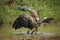 Changeable hawk-eagle (Nisaetus cirrhatus) catch small monitor lizard