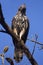 Changeable hawk-eagle, Nisaetus cirrhatus, Corbett Tiger Reserve, Uttarakhand, India