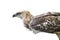 Changeable Hawk Eagle (Nisaetus limnaeetus)