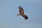 Changeable Hawk Eagle (Nisaetus limnaeetus)