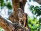 Changeable Hawk Eagle sits on a tree branch.