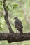 Changeable Hawk Eagle sitting on a tree bark at Tadoba Tiger reserve Maharashtra,India