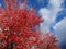 Changing color of leaves under a blue sky