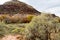 Changing colours in mixed treesâ€™ foliage at the foot of a mountain in Natural Bridges National Monument