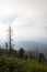 Changing Environment at Clingmans Dome