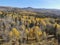 Changing fall colors of aspen trees in Northern New Mexico