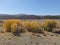 Changing fall colors of trees in Northern New Mexico