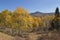 Changing fall colors of the trees in the Northern New Mexico mountains