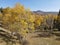 Changing fall colors of the trees in the Northern New Mexico mountains