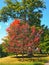 Changing Leaves of Autumn, Hyde Park New York