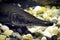 Channa argus, snakehead fish - close-up on head