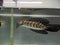 Channa Maru yellow Sentarum - Indonesia Endemics Snakehead Predator Fish