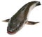 Channa marulius or Giant Snakehead