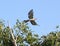 Channel-billed cuckoo flying
