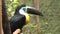 Channel billed toucan