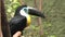 Channel billed toucan