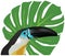 Channel-billed Toucan