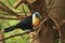 Channel-billed toucan