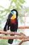 Channel-billed Toucan