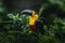 Channel-billed Toucan - Ariel Toucan