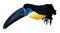 Channel-billed toucan illustration