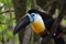 Channel-billed Toucan (Ramphastos vitellinus)