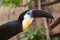Channel-billed toucan Ramphastos vitellinus.