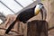 Channel-billed toucan Ramphastos vitellinus.